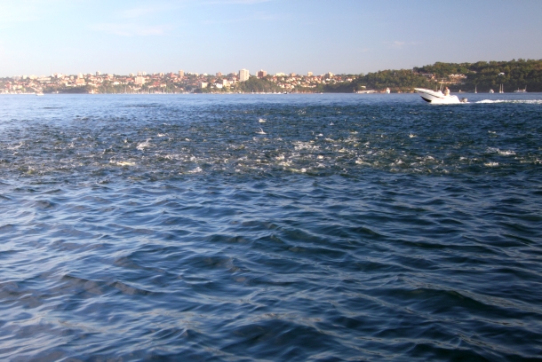 Sydney Harbour marine park proposed by Labor