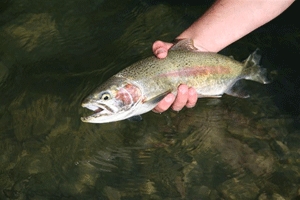 Study into trout decline in Victoria