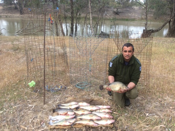 Illegal fisher trapped on the Murrumbidgee - Fishing World Australia