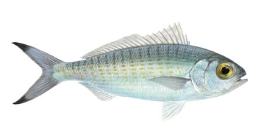 Over 20,000 trout cod were recently released into the Macquarie River at three locations downstream of Bathurst.