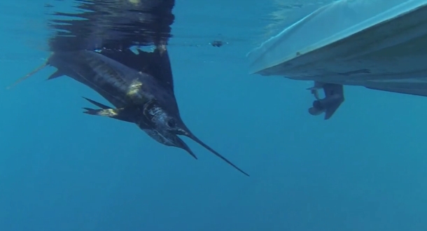 Over 20,000 trout cod were recently released into the Macquarie River at three locations downstream of Bathurst.
