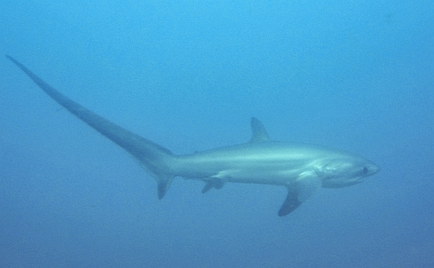 Rec fishing body supports shark de-listing