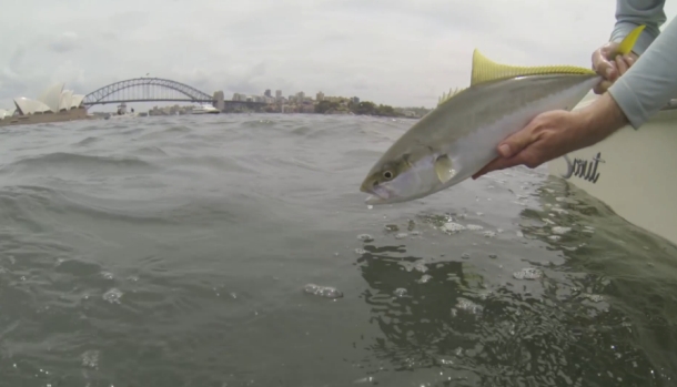 Video: Sydney Harbour Fly-Over