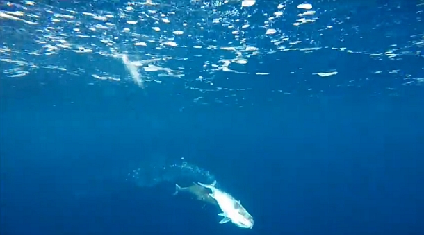 Video: Underwater samsons