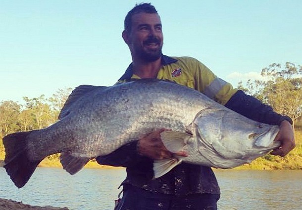 Monster wild barra catch & release!