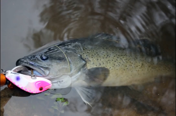 Video: Cod Convention