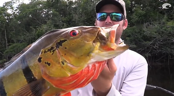 Video: Geobass Season 2 – Peacock bass