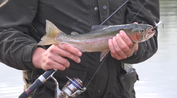 Video: Tumut Trout