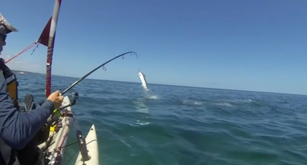 Chris Cleaver with his recently caught and released hybrid cod he likes to call a Murrout (cross between a Murray and trout cod).