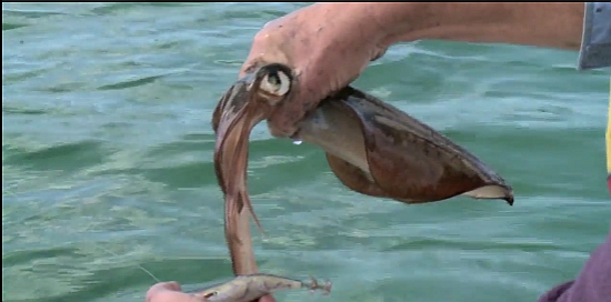 2013 DIMSC Overall winner Michael Bonnici with another nice Coffs red.