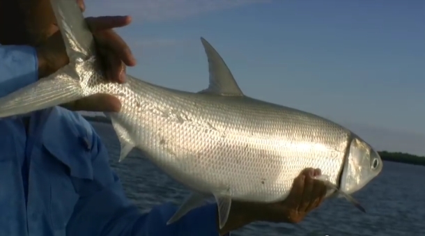 2013 DIMSC Overall winner Michael Bonnici with another nice Coffs red.