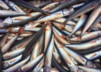 Fish Facts: Redbait & more