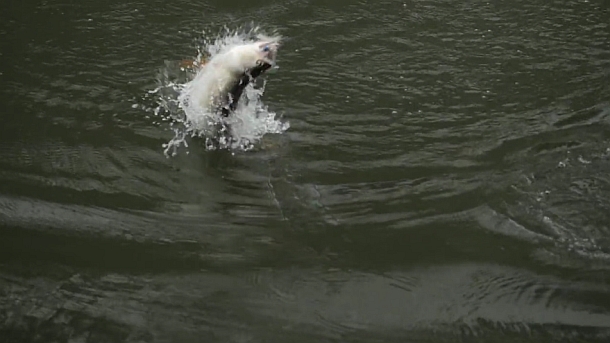 Video: Saratoga in motion