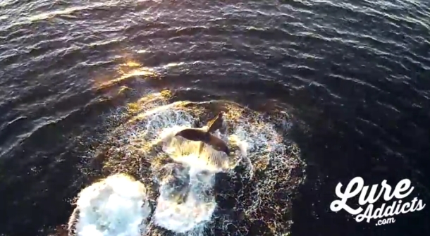 Video: Snapper & humpback whales