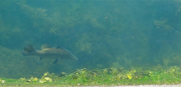 Sight casting Sydney Harbour barra