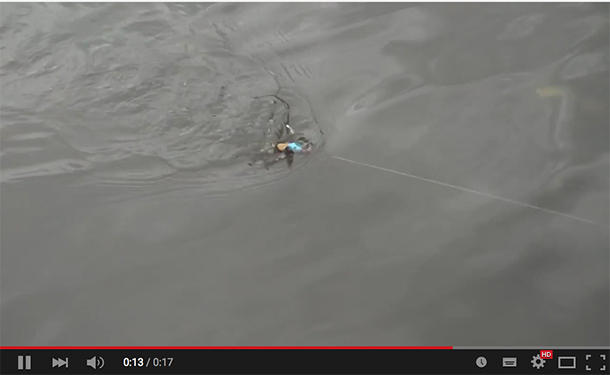 VIDEO: Megabass Derby X lure