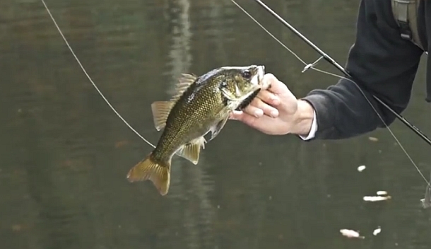 Video: The Bass Experience – Part 1 & 2