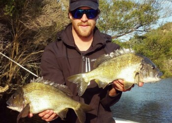 Big Gippsland bream