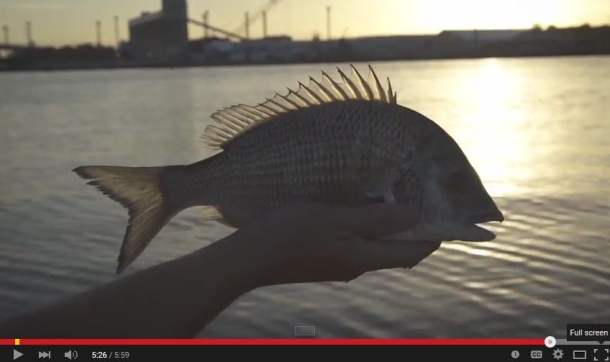 Video: Sydney Harbour bream techniques