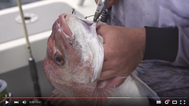 Floatlining for snapper (video)
