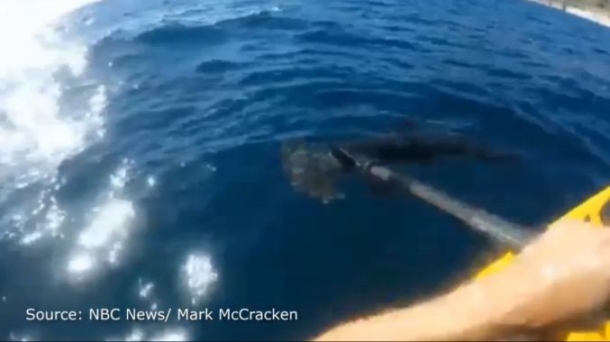 Hammerhead attacks kayak