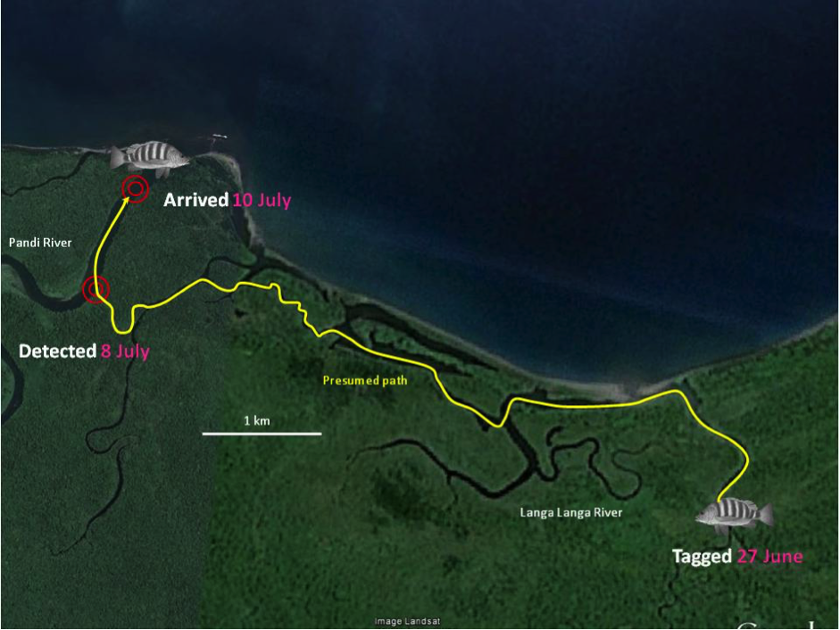 Research finds black bass move between rivers