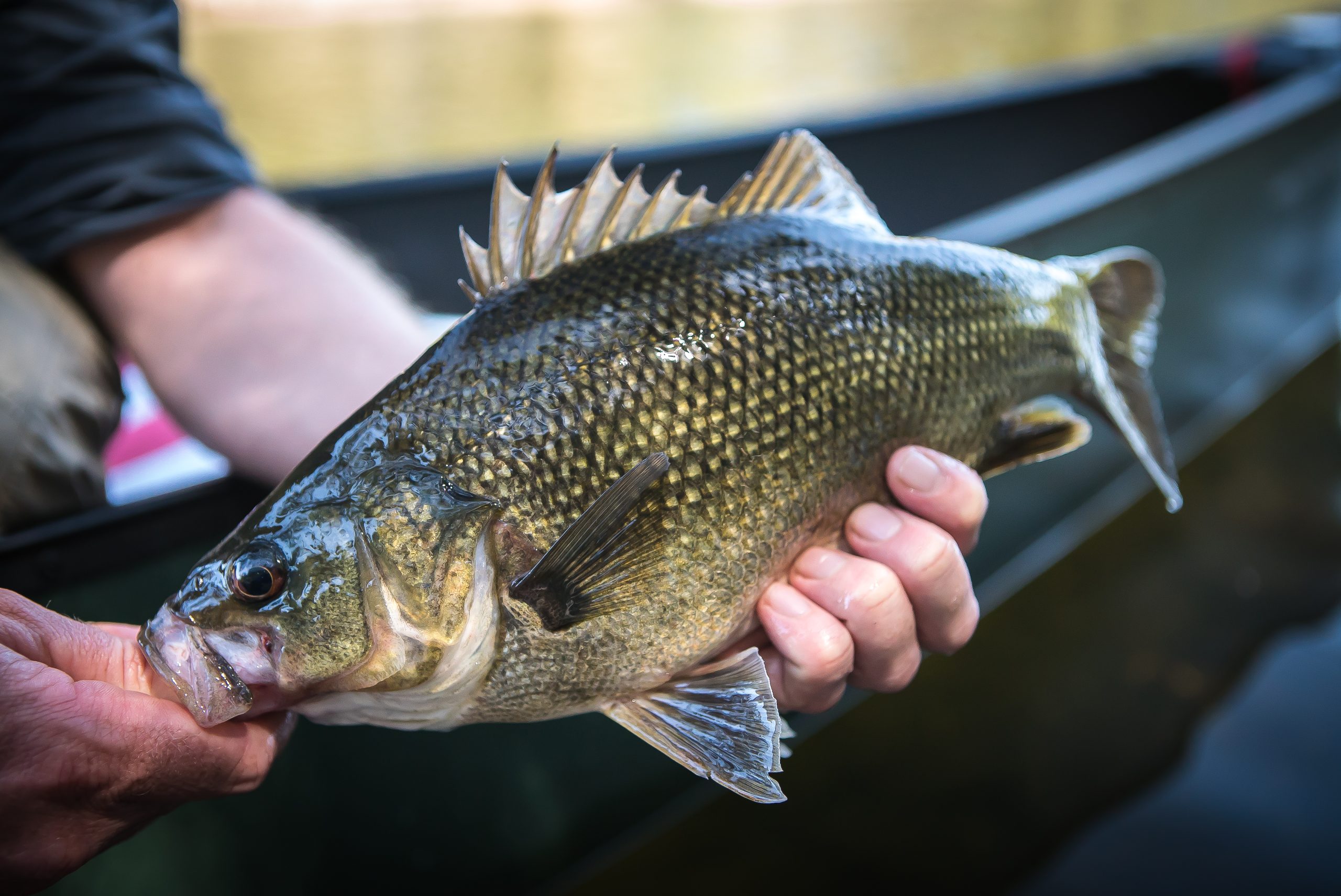 GALLERY: North Coast bass