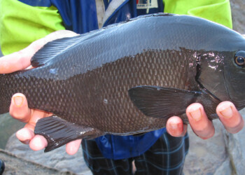 Tuning into the beat of the drummer