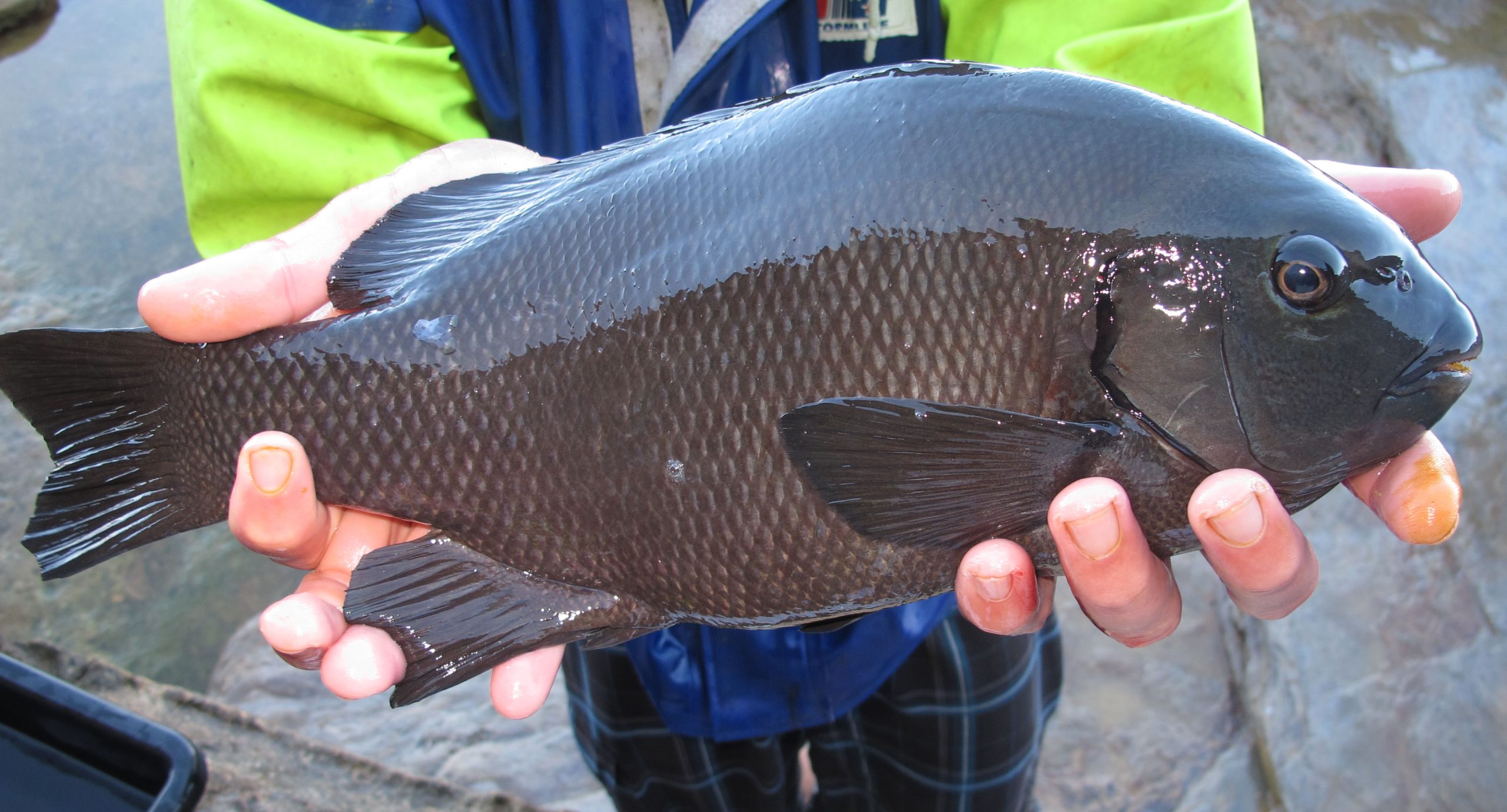 Tuning into the beat of the drummer