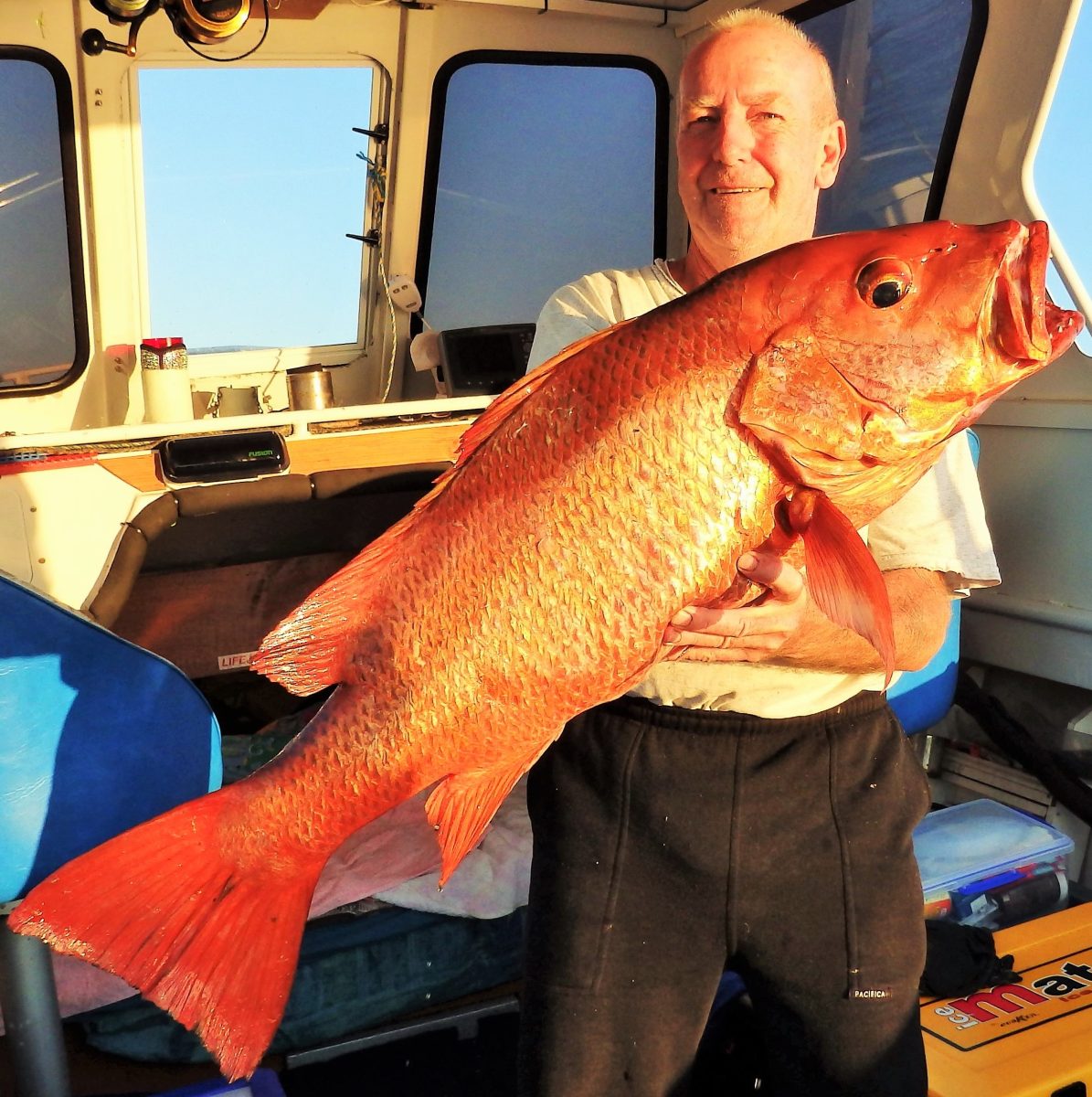 Monster mangrove Jack caught off Noosa Fishing World Australia
