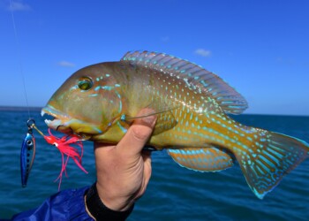 Halco Outcast lure review