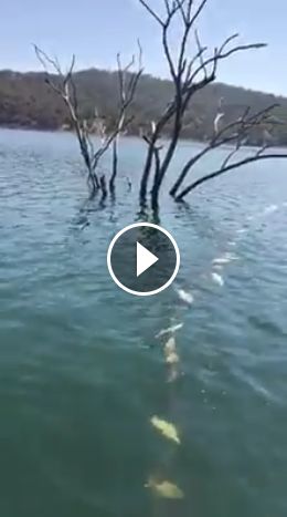 Illegal net kills bass and yellowbelly at Glenbawn