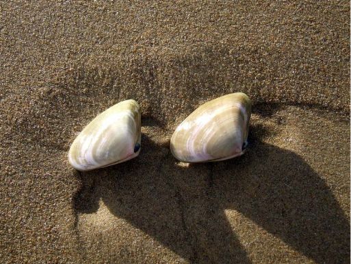 Pipis off limits for human consumption