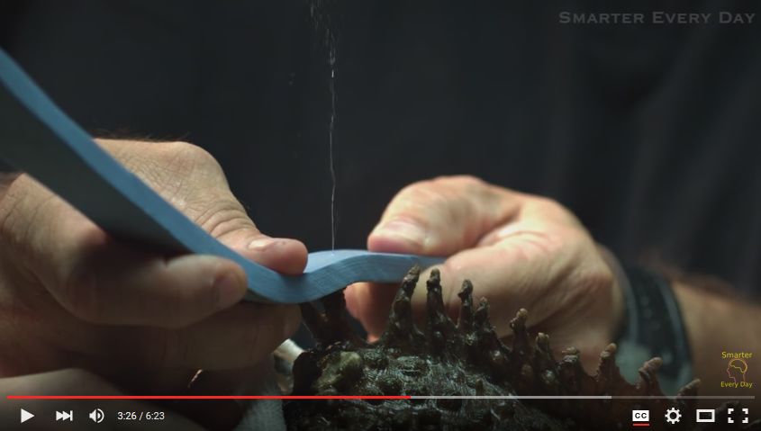 Milking a stonefish (video)