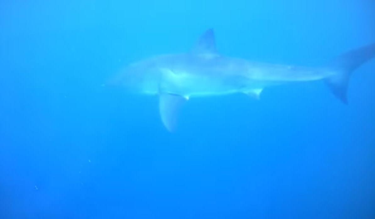 White pointer encounter (video)