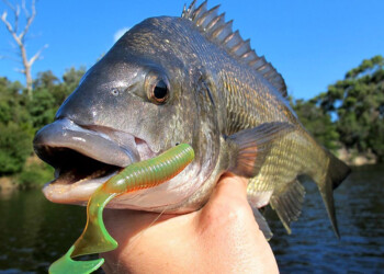 Simplifying your choice of soft plastics for bream