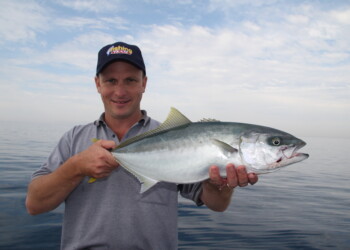 New study to investigate yellowtail Vic kingfish populations