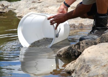 Trout cod fingerlings released into Macquarie River