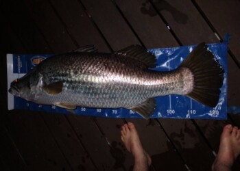 Lucky NT angler lands two huge barra within minutes