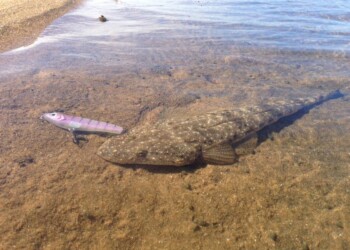 Shallow water lizards