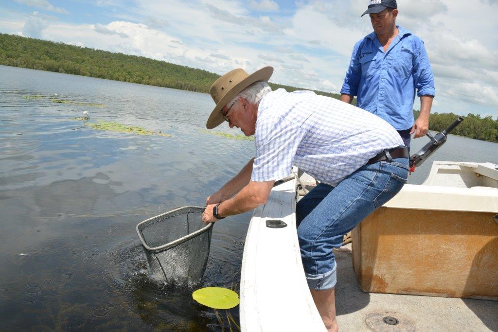 7000 barra released into Manton Dam Fishing World Australia