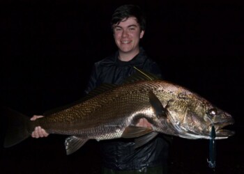 Mulloway tagging program in NSW highlights migration trends