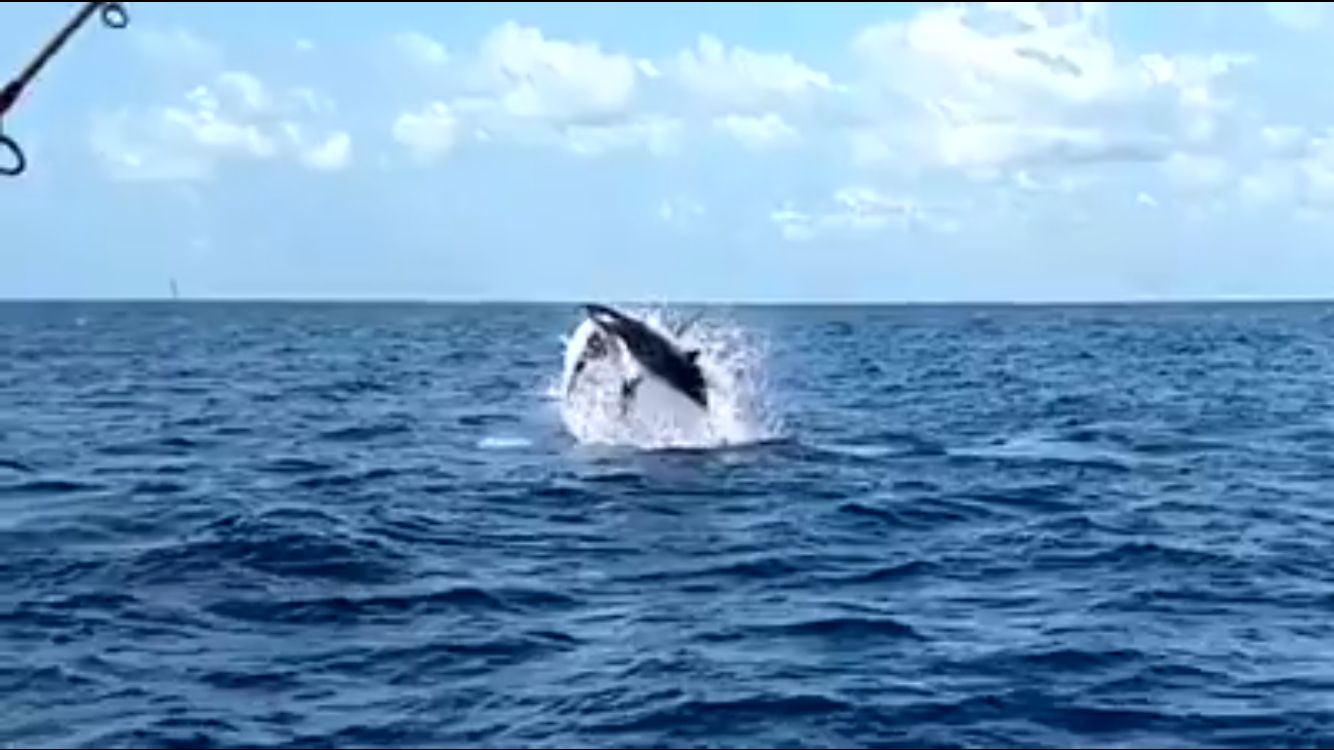 VIDEO Sailfish attacked by airborne mako shark Fishing World Australia