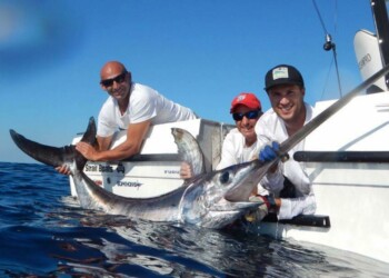 Victoria’s first swords highlight potential new fishery off Gippsland