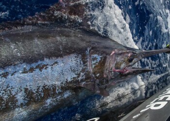 Warm water results in fantastic run of blue marlin