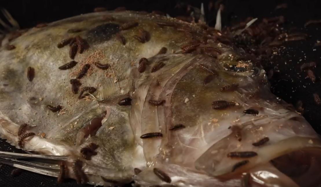 VIDEO Time lapse of fish Fishing World Australia