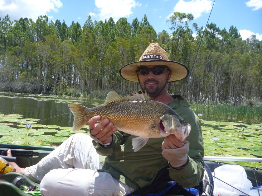 Top quality fish in the Burnett River – Bundaberg Now