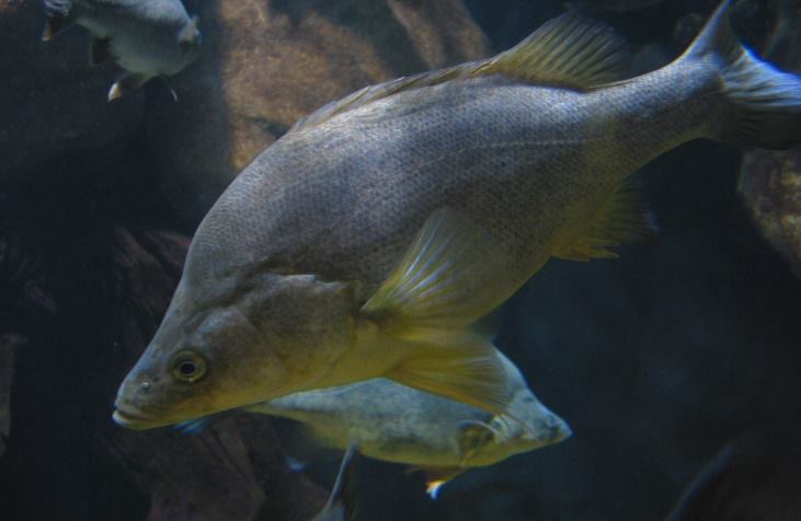 Vembly Fish VIDEO: Fishways in the Warby-Ovens National Park - Fishing World Australia