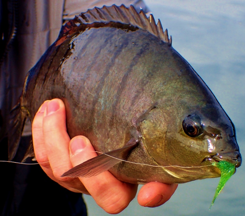 REVIEW Vale Creek Rod Works four piece 6wt fibreglass fly rod