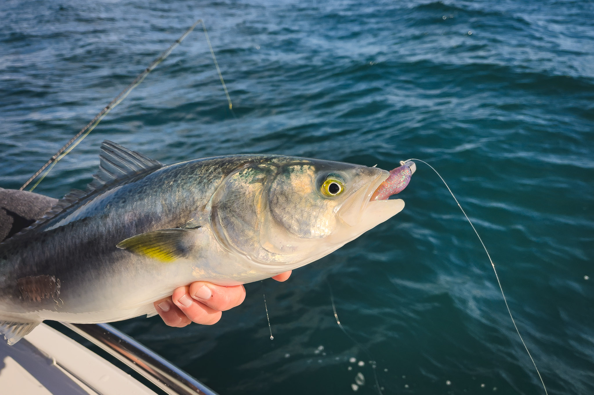 Australian salmon: The great Aussie sportfish - Fishing World Australia